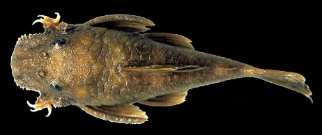 Alicate, cari-de-unha, ancistrus-de-unha são os nomes comuns do Hopliancistrus tricornis, espécie endêmica do Brasil e em perigo